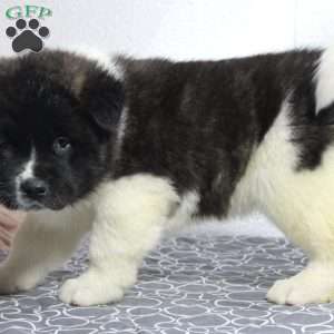 Teddy, Akita Puppy